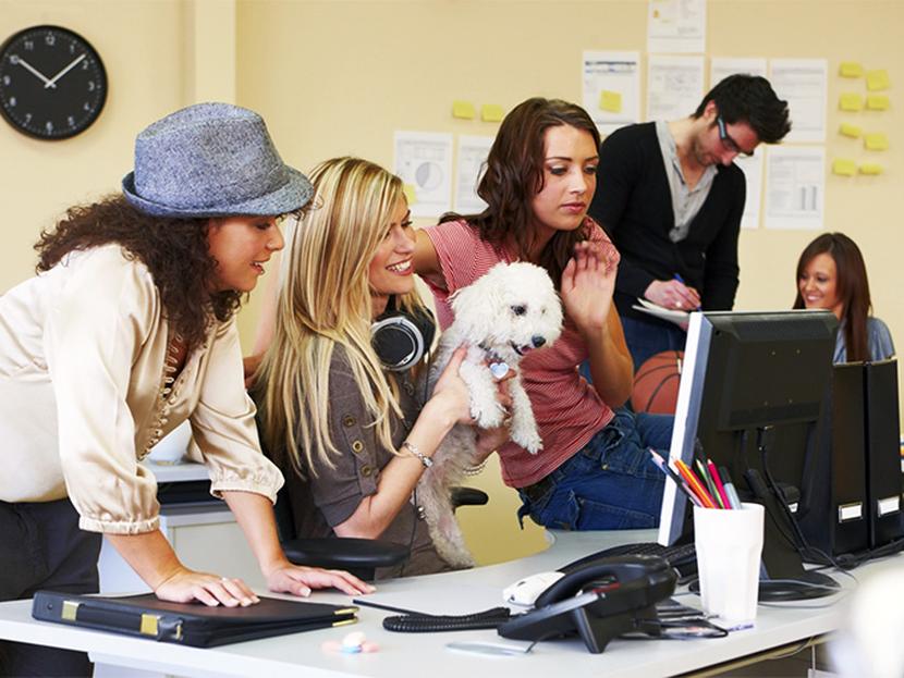Uno de los beneficios de llevar a su mascota (de manera específica a perros) a los centros de trabajo, es que se convierten en una eficaz barrera contra el estrés. Especial