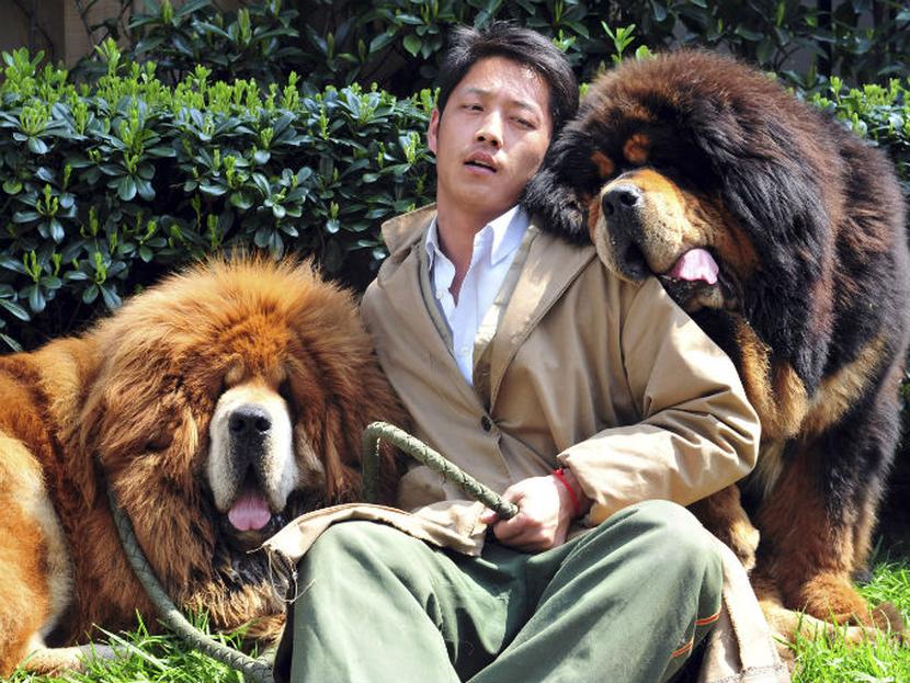 El craidor Zhang Gengyun dijo que vendió a los gemelos de un año de edad en una feria especializada en perros de lujo. Foto: AP