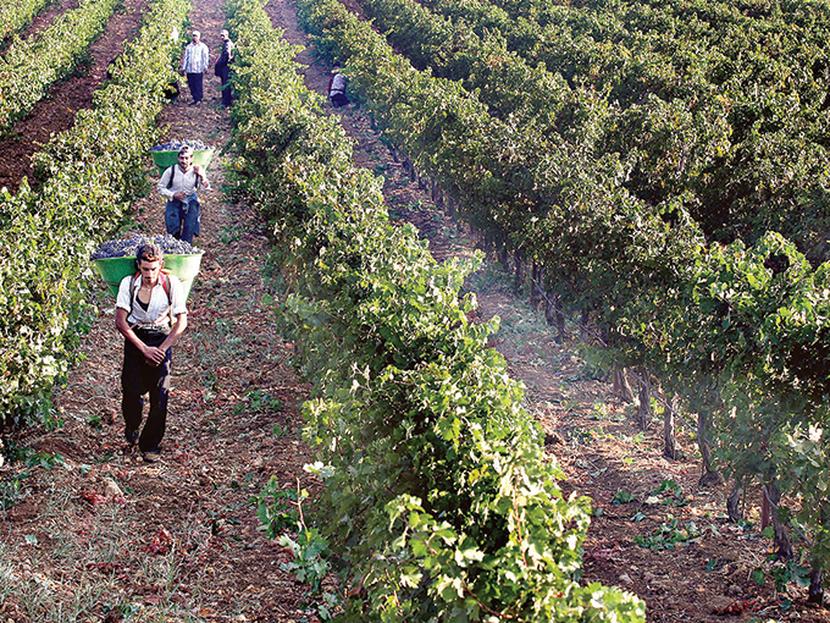 El número de viñedos en el país es aún reducido para atender la demanda local.  Foto: AFP