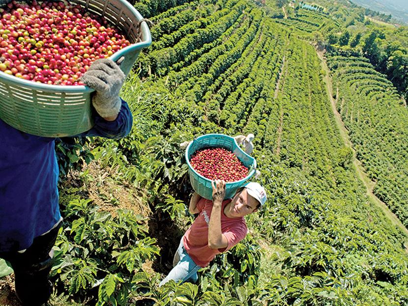 La cosecha del grano en 2013, fue de tres millones de sacos, según la Asociación Mexicana de Exportadores de café. Foto: Especial