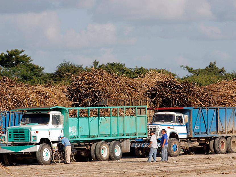 El director de Proazúcar aseguró que hasta el momento se suman pérdidas por 15 mil millones de pesos en perjuicio de los productores de caña. Foto: Cuartoscuro