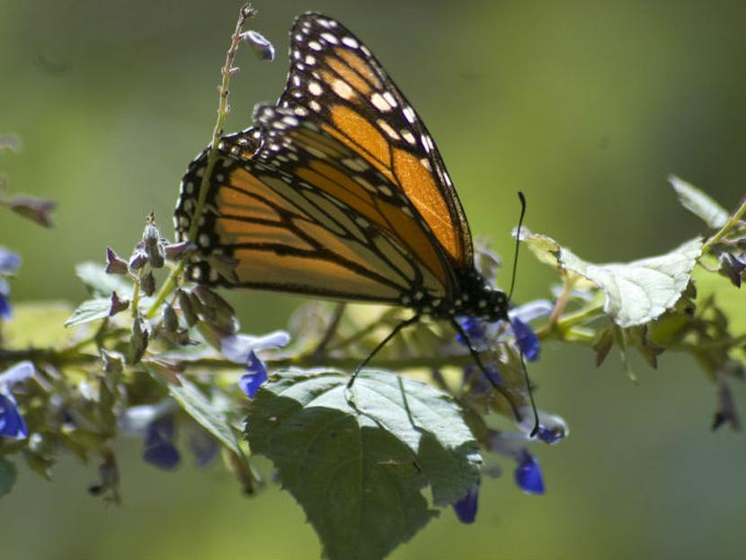 Las mariposas, que usualmente llegan a México entre octubre y noviembre, se refugiaron en unas cañadas en el estado de Nuevo León. Foto: Cuartoscuro.