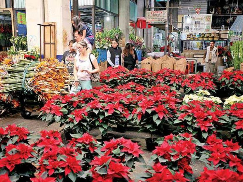 Debido a que es un símbolo de la Navidad, la Nochebuena es la planta más popular vendida en el mundo. Foto: Especial