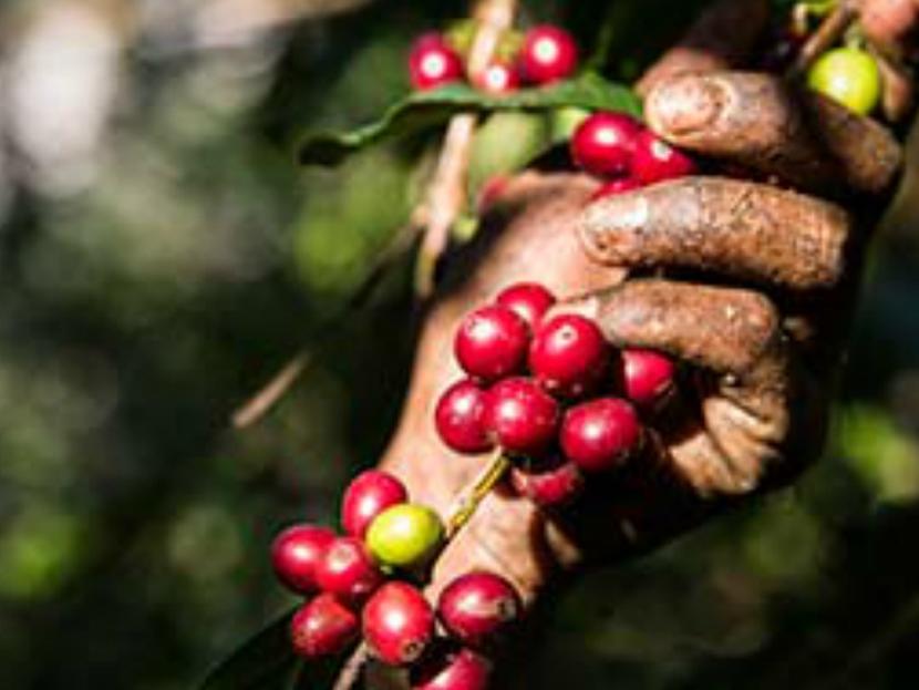 El café de grano entero de Chiapas estará a la venta en 13,000 tiendas Starbucks de Estados Unidos. Foto: Starbucks.