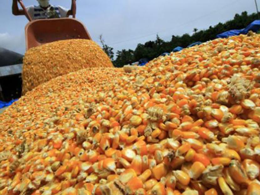 México importó el año pasado casi 13 millones de toneladas de maíz amarillo, que usa principalmente para alimento del ganado. Foto: Archivo