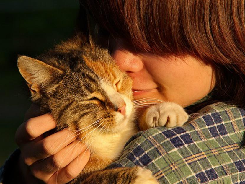 Este podría ser el mejor trabajo del mundo: ya existe una vacante para abrazar gatitos. Foto: Pixabay.