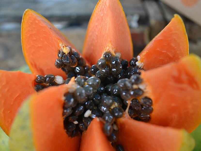 Se sospecha que la contaminación proviene de la papaya Maradol, la cual es distribuida por una comercializadora estadounidense. Foto: Pixabay