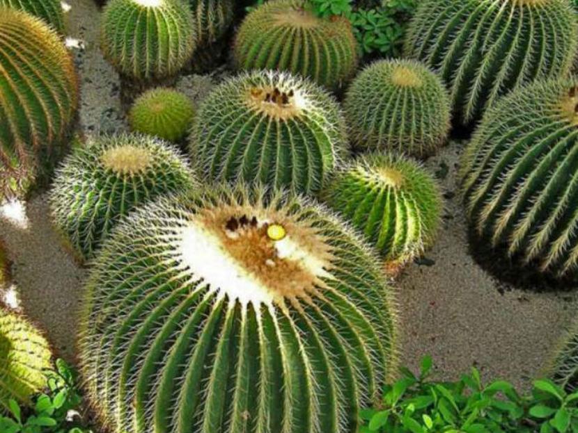 Consumo de acitrón pone en peligro de extinción a cactus mexicano. Foto: Semarnat