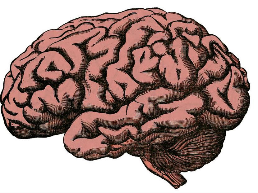 Lo dice la ciencia: ¿Qué porcentaje del cerebro ocupas realmente? Foto: Pixabay