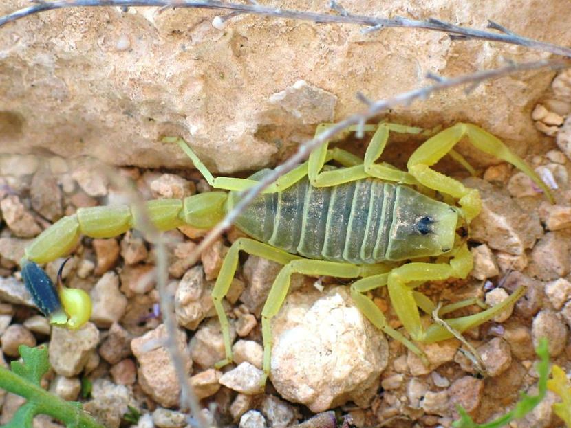 El veneno del escorpión amarillo podría ser el líquido más costoso del mundo. Foto: Ester Inbar Wikimedia commons