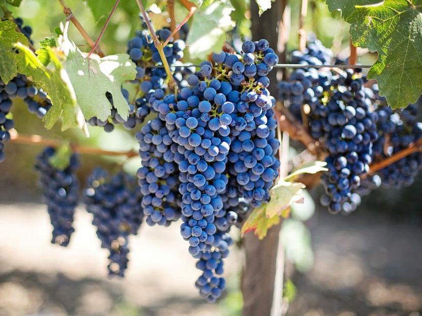 El aumento de las temperaturas globales, podría limitar la actividad de los viticultores del mundo. Foto: Pixabay.