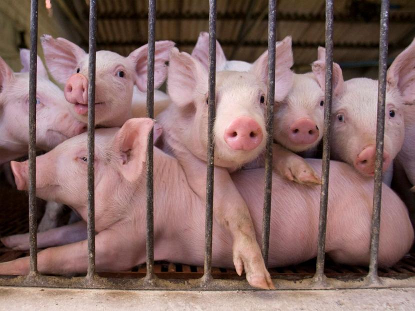 Los mercados de los futuros de compraventa de cerdos vivos en China está casi listo. Foto: Reuters 