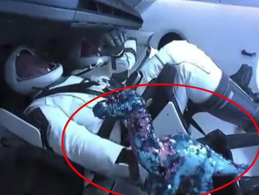 Tremor es el nombre del dinosaurio de pelcuhe que viajó a la Estación Internacional Espacial dentro del SpaceX. Foto: *NASA TV
