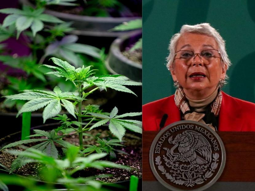 La secretaria de Gobernación, Olga Sánchez Cordero, celebró el avance de la iniciativa de ley para regular el mercado de cannabis en México. Fotos: iStock / Cuartoscuro 