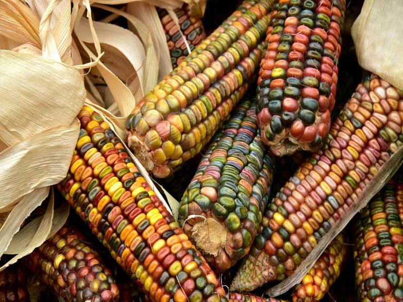 El maíz no deja de subir debido a la fuerte demanda de China, por lo cual los analistas prevén que su precio se mantenga en niveles altos. Foto: Pixabay