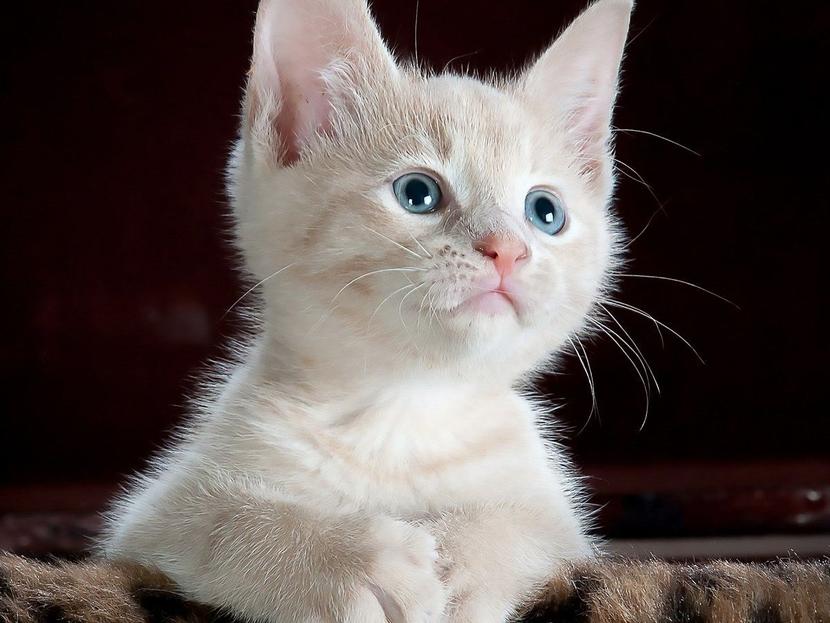 Un nuevo estudio ha examinado el comportamiento de los gatos domésticos en la relación con su dueño. Foto: Pixabay.