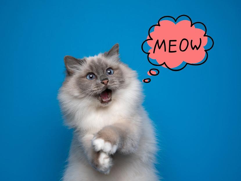 gato gris en dos patas con ilustración de globo de dialogo diciendo meow sobre fondo axul
