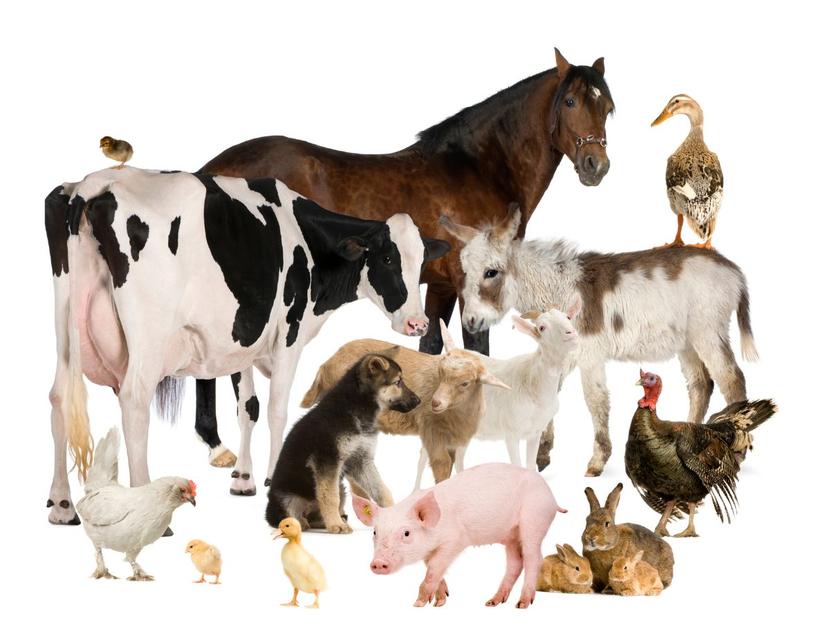 Distintos animales de granja 