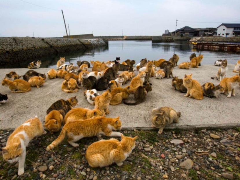 Esta isla es habitada en su mayoría por tu animal favorito. Foto: Reuters