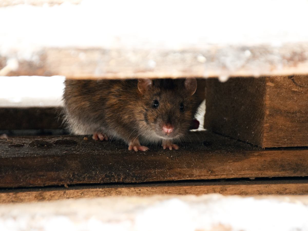 Rata se esconde bajo tablas de madera