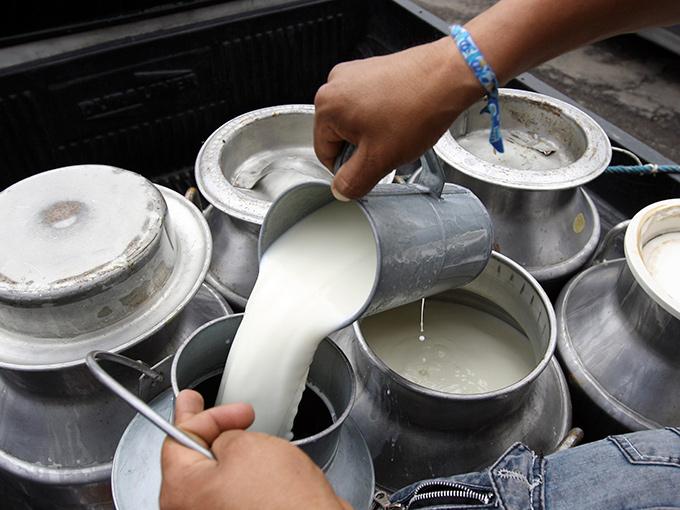 Los precios de la leche han caído a sus niveles más bajos en 10 años. Foto: Archivo Cuartoscuro