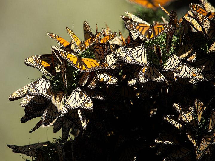 Gran Bretaña está realizando un recuento de mariposas para ayudar a los expertos a evaluar el estado de la vida silvestre. Foto: Pixabay