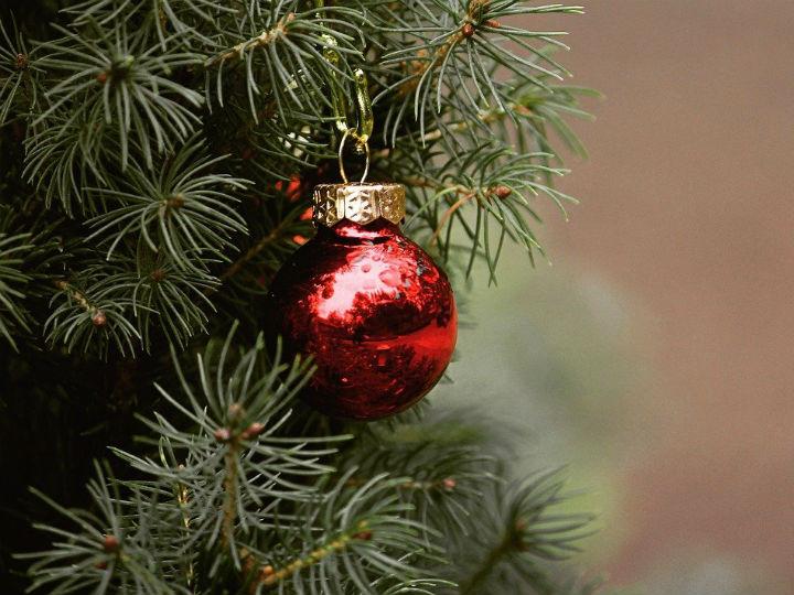 El precio de un árbol de Navidad puede variar mucho, desde los 200 hasta los 2000 pesos en promedio, todo dependerá del tamaño y el tipo. Foto: Pixabay