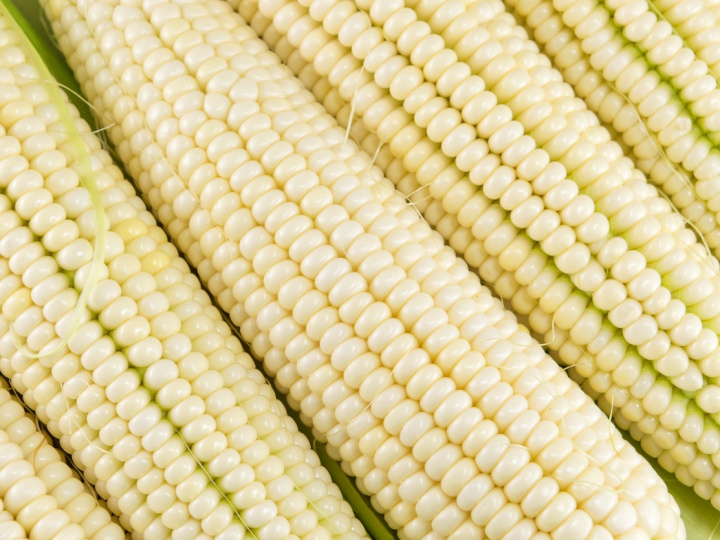 Varios elotes de maíz blanco. 