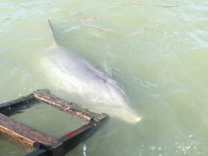 Antes de encontrar delfín muerto laguna Tamiahua. 