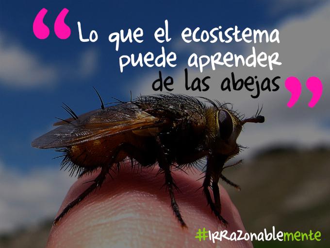 Para nuestro ecosistema la miel se llama “un México más justo”. Foto: Especial