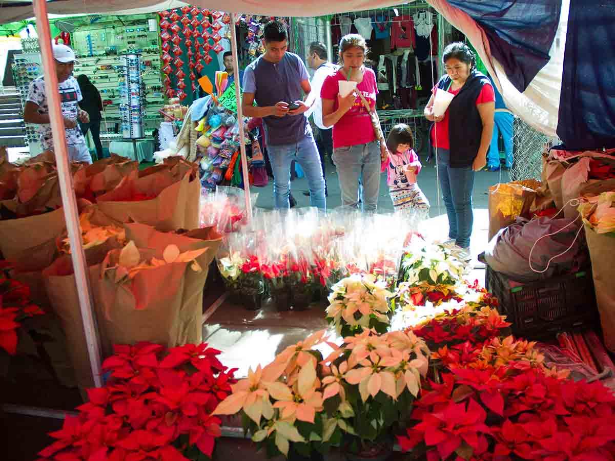 ¡La Navidad ya llegó! Xochimilco hará su 'diciembre' con la venta de  Nochebuenas | DineroenImagen