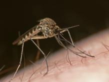 Ya se encuentra disponible en México la vacuna contra el dengue, la cual se aplicará en clínicas privadas. Foto: Especial