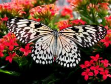 Se trata de un sistema basado en las escamas de las alas de mariposa, una estructura biológica que haría las tarjetas bancarias más seguras, únicas y prácticamente infalsificables. Foto: Pexels