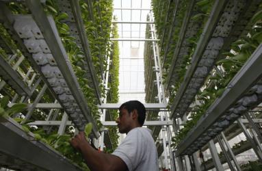 Una unidad del conglomerado de electrónicos comenzó a vender las semana pasada a un restaurante de Singapur vegetales cultivados en su primera granja bajo techo. Foto: Reuters.