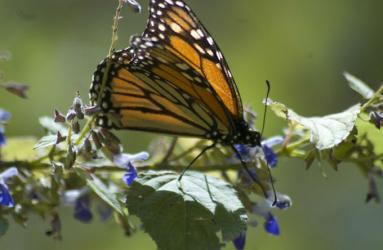 Las mariposas, que usualmente llegan a México entre octubre y noviembre, se refugiaron en unas cañadas en el estado de Nuevo León. Foto: Cuartoscuro.