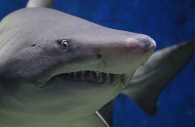 La tercera temporada de Shark Tank México en busca de emprendedores se estrena en abril. Foto: Pixabay