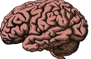Lo dice la ciencia: ¿Qué porcentaje del cerebro ocupas realmente? Foto: Pixabay