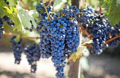 El aumento de las temperaturas globales, podría limitar la actividad de los viticultores del mundo. Foto: Pixabay.