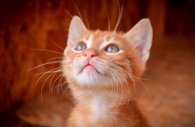 Sylvester.ai, empresa de tecnología de salud animal de Calgary, Alberta, desarrolló una aplicación llamada Tably que usa la cámara del teléfono para saber cómo se siente tu gato. Foto: Pixabay 