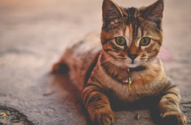 El especialista señaló que durante la pandemia se observó un incremento en la adopción de gatos, esto se puede atribuir a que son más independientes. Foto: Pixabay