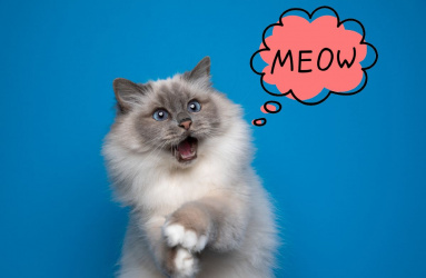 gato gris en dos patas con ilustración de globo de dialogo diciendo meow sobre fondo axul