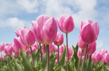 Tulipanes color rosa