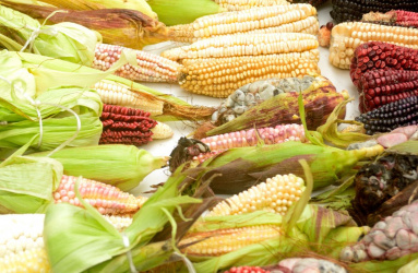 maíz transgénico 