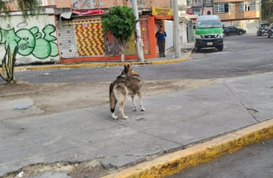 Lobo escapó de Zoológico de  San Juan de Aragón